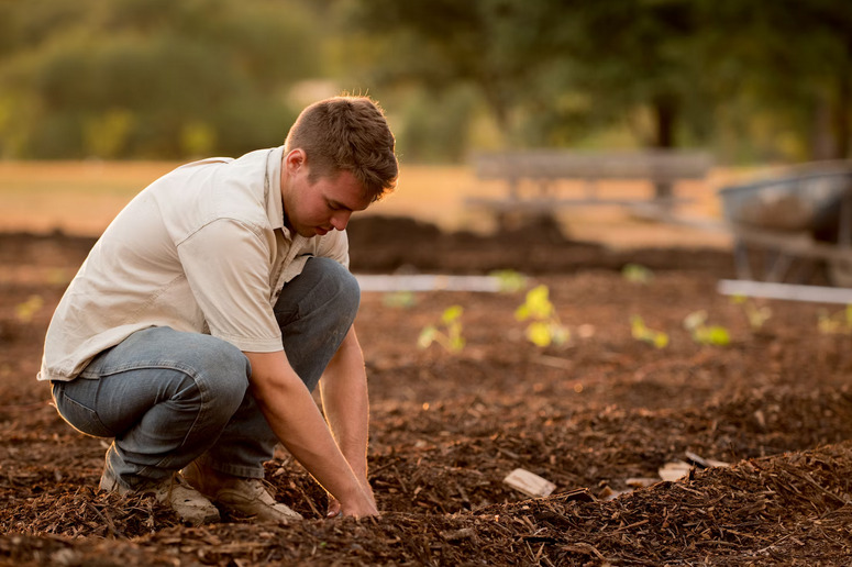 soil